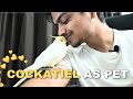 Cockatiel As Pet Things You Should Know About Cockatiel Ayush Singh