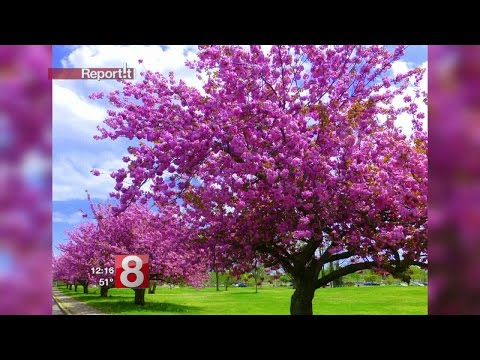 Report It Recap: April 28, 2017