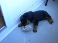 Torro 03 05 2009