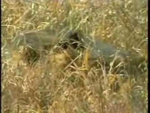 Lions on Djuma PM Drive 09/13/07 - 1