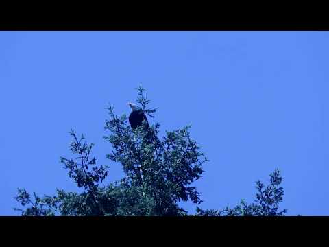 TRAILER - Eagles and Crows, a fable