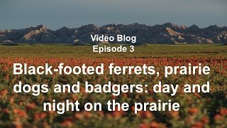 Prairie Wildlife Research Video Blog 3