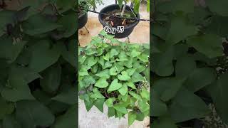 Download lagu Let’s harvest sweet potatoes 🍠 mp3