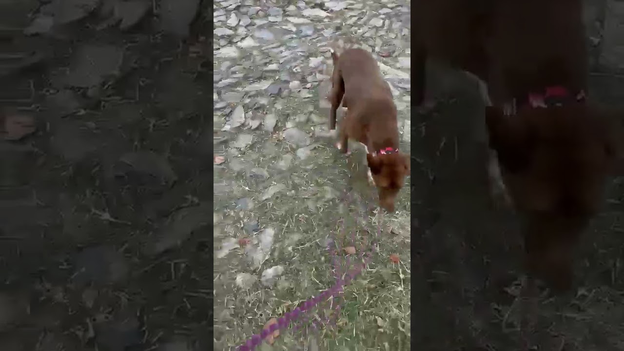 Enlarge SOL (FOSTERED), a Adoptable mixed breed in Langley, BC video 4/6