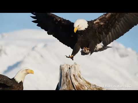 Badhwar Nikhilesh SEC C BFMP 2000 ASSIGNMENT