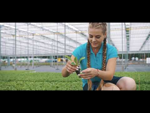 Работа в теплицах Mularski