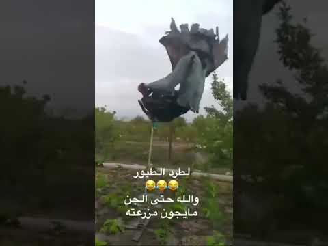 لطرد الطيور والجن To ward off birds and ghosts😱😂