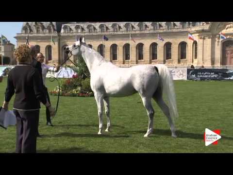 N.37 L FARAHDIBA - Chantilly 2015 AWC - Mares 7 years old and above (Class 5)