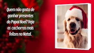 10 cachorros mais felizes no Natal