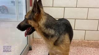Pet Spotlight: Meet Lady