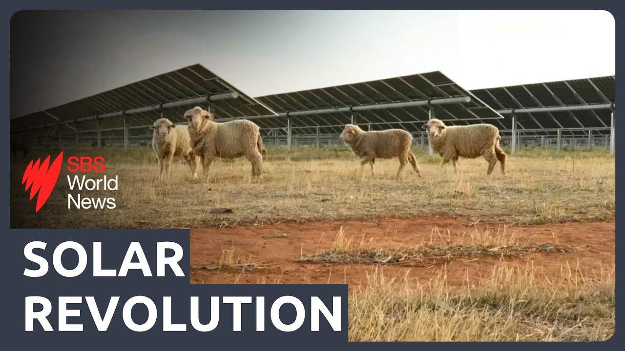 SBS News reporter Alexandra Jones reporting from an agrisolar farm in Dubbo, New South Wales under rows of solar panels