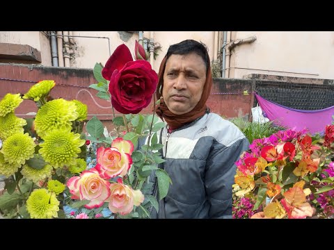 Affordable Rose Variety with Price🌹Mirandy Century & More Azalea Bougainvillea| Best Flowers Forever