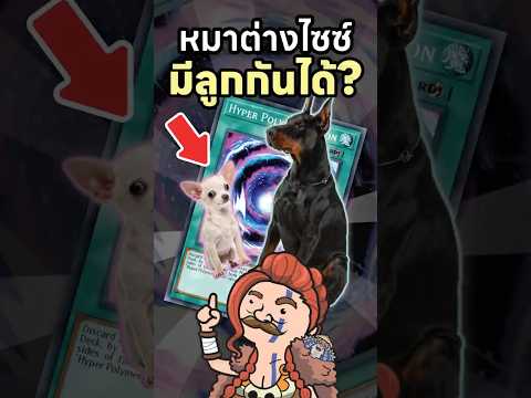 สุนัขลูกผสม ชิวาว่า x โดเบอร์แมน จะมีหน้าตาแบบไหนกันนะ ?