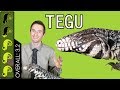 Argentine Tegu The Best Pet Lizard