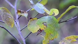 Barking Slopes – Multimedia Workshop