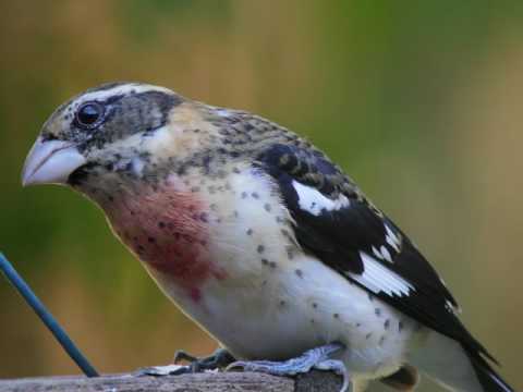 Juvenile Rose Breasted Grossbeak GH4 1070502
