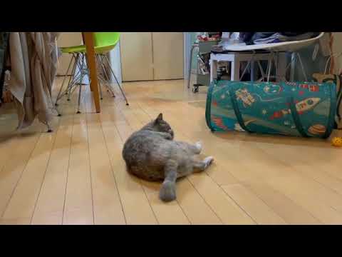 Hashtag #cat trên Instagram • Ảnh và