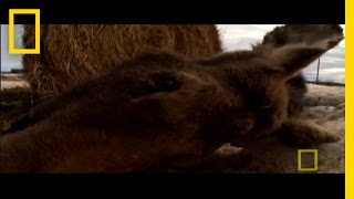 Ticks Can Kill Moose? | National Geographic