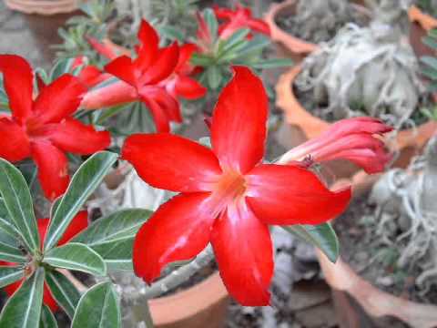 Bah Tani - Stanley Rabidin