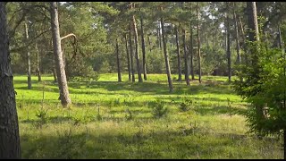 Hoge Veluwe live stream live webcam
