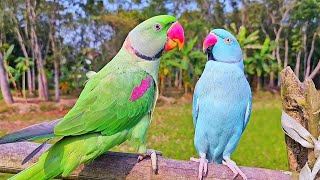 Happy Ringneck Parrot Sounds