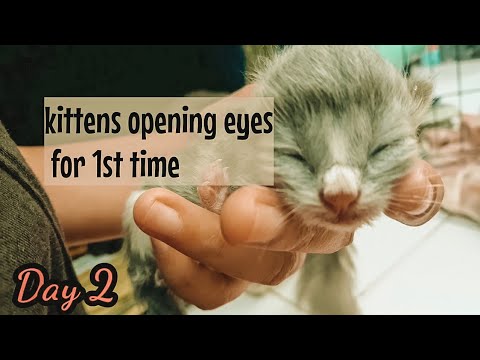 Kittens Grow : 0 - 9 Day Old Kittens opening eyes for the 1st time - ANAK KUCING BUKA MATA