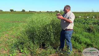 Sweet Clovers - Test Plots 2019