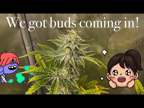 Growing Mephisto autoflowers with Grow Dots and Blumats!