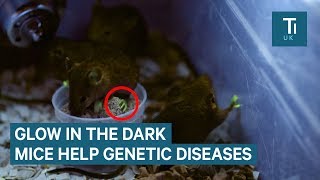 Scientists gave these mice green feet - here's why