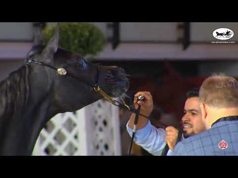 N 10 RK FARAH SHAZIN   Italian Nationals 2022   Yearling Fillies Class 1B