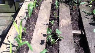 Recycled Pallets raisied bed gardening on the cheap