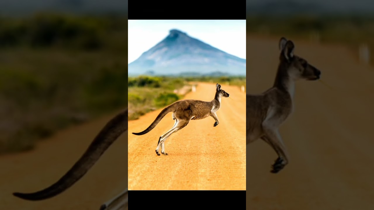 Australia beautiful image #shots #youtubeshorts #australia #beautiful #image #nature #kangaroo