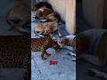 Leopard VS Stray Dogs Encounter Face to Face! #shorts