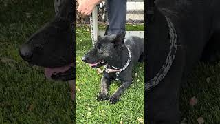Video preview image #1 Schipperke Puppy For Sale in Pasadena, CA, USA