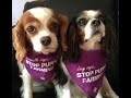 Divinity of Dogs - Piano Solo / Arrangement