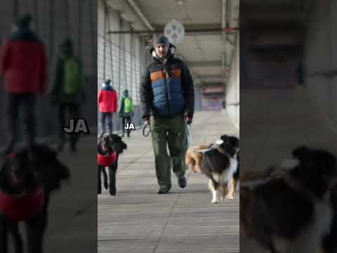 Hund abgehauen? #Spaziergang