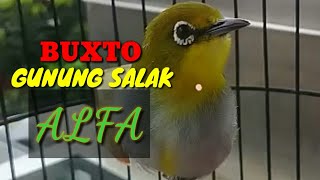 Download lagu Pleci Buxtoni 'ALFA' Endemik Asli Gunung Salak mp3
