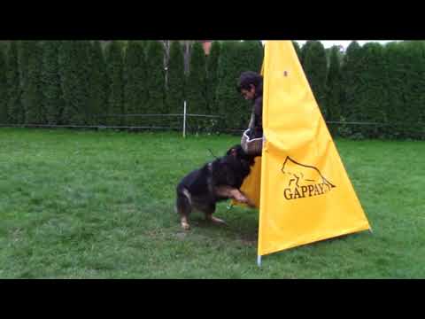 Chaccy z Jukasu - protection - 7+10/2017