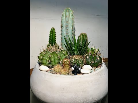 Premium Cacti Cactus Desert Look in grey cement pot for Malaysian Celebrity Catriona brian ross