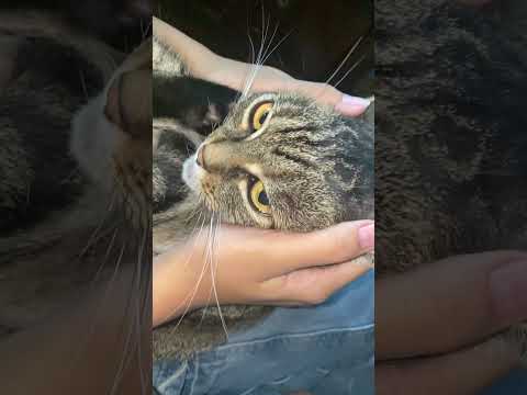 aleem owl watch till the end follow and subscribe hit the like button for free iphone