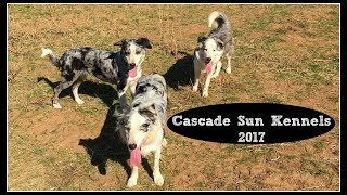 Video preview image #1 Border Collie Puppy For Sale in WHITE SALMON, WA, USA