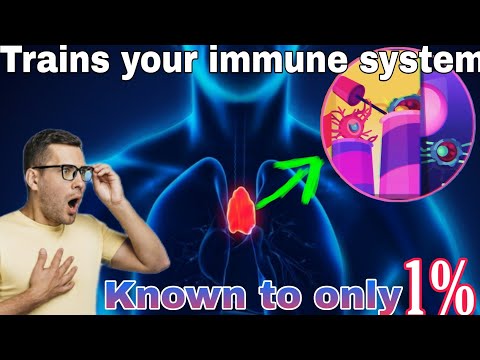 The mystery organ that trains your Immune system...😲