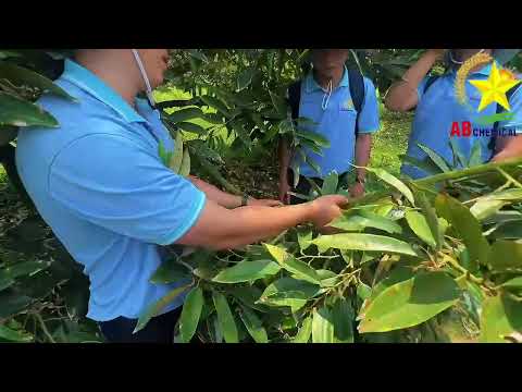 💥💥 AB CHEMICAL - THAY ĐỔI, HỌC HỎI VÀ NÂNG CAO KIẾN THỨC TRÊN CÂY SẦU RIÊNG - VLOG KỲ IX