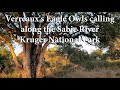 Sound Safari Verreaux S Eagle Owls Calling In The Kruger