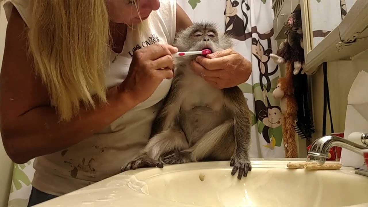 Макака Ангел любит чистить зубы