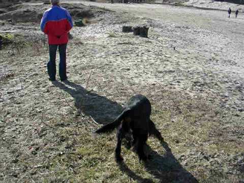 Gordon Setters Melo en Brian in Soest