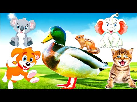 Relax with familiar animals : cows, chickens, monkeys, cats, dogs, elephants  - Animal sounds part 2
