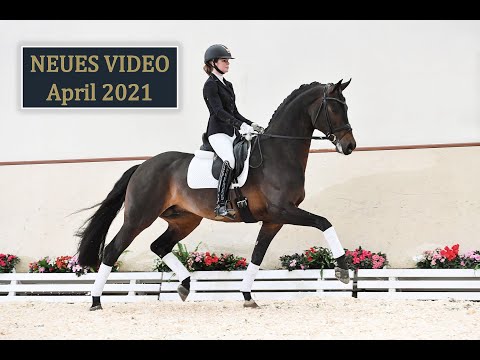 Feinrich NEU - Hengstkollektion Schockemöhle & Helgstrand 2021 DEU