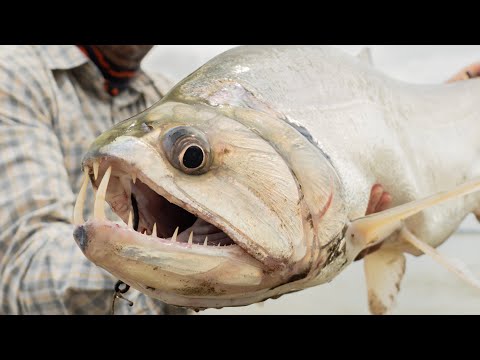 My fish gets eaten at the boat by giant vampire fish!!