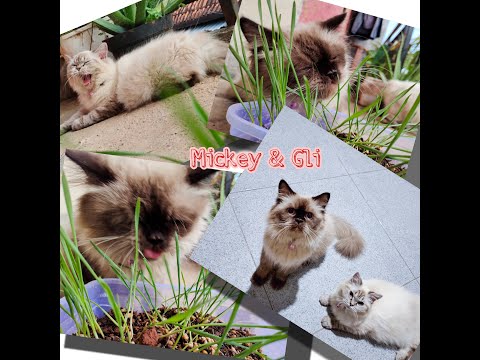 Why do cats eat grass and then throw up? Mickey & Gli eating grass